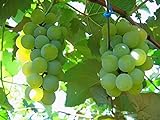 MOCCUROD 50pcs/Bag Green Grape Seeds Fruit Vine Vitis Vinifera Seeds Photo, new 2024, best price $7.99 ($0.16 / Count) review