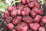 Simply Seed - 5 LB - Red Pontiac Potato Seed - Non GMO - Naturally Grown - Order Now for Spring Planting Photo, new 2024, best price $17.99 review
