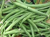 Blue Lake Bush Bean Seeds- 20+ Seeds by Ohio Heirloom Seeds Photo, new 2024, best price $3.99 review