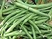 Photo Blue Lake Bush Bean Seeds- 20+ Seeds by Ohio Heirloom Seeds review