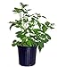 Photo Rubus 'Heritage' (Raspberry) Edible-Shrub, red raspberry, #2 - Size Container review