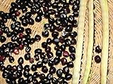 Black Crowder Pea Seeds - Heavy yields of Dark Purple cowpeas!! (200 - Seeds) Photo, new 2024, best price $14.99 review