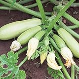 Bianca di Trieste Zucchini Samen für ca. 10 Pflanzen - helle Früchte, ertragreich Foto, neu 2024, bester Preis 1,69 € (0,17 € / stück) Rezension
