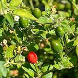 Chiltepin Peppers (Capsicum annuum VAR. glabriusculum) 250mg Seeds for Planting, Mother of All Peppers, jalapeño, Non-GMO, Heirloom, Open Pollinated Vegetable Gardening Seeds - Hot Pepper Photo, new 2024, best price $6.99 review