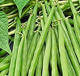 25 Greencrop Bush Bean Seeds | Non-GMO | Heirloom | Instant Latch Fresh Garden Seeds Photo, new 2024, best price $5.95 review