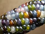 Glass Gem Corn Seeds (200 Seeds) - USA Grown by PowerGrow Systems Guaranteed to Grow Photo, new 2024, best price $6.99 ($0.03 / Count) review