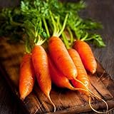 Red Cored Chantenay Carrot Seeds, 1000 Heirloom Seeds Per Packet, Non GMO Seeds Photo, new 2024, best price $5.99 ($0.01 / Count) review