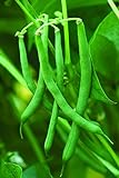 Burpee Blue Lake 47 Bush Bean Seeds 2 ounces of seed Photo, new 2024, best price $6.79 ($3.40 / Ounce) review
