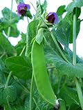Swiss Giant Snow Pea Seeds- 20+ Seeds by Ohio Heirloom Seeds Photo, new 2024, best price $4.39 review