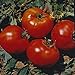 Photo Abe Lincoln Heirloom Tomato Seeds- 50+ review