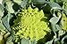 Photo Graines Chou brocolis Romanesco - sachet de 400 graines - Brassica/oleracaea/Brassicaceae - Graines de style examen