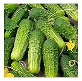 David's Garden Seeds Cucumber Pickling Boston 3399 (Green) 50 Non-GMO, Heirloom Seeds Photo, new 2024, best price $2.95 ($0.06 / Count) review