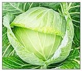 250 Golden Acre Cabbage Seeds | Non-GMO | Fresh Garden Seeds Photo, new 2024, best price $6.95 review
