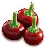 Hot Chili Pfeffer Cherry Rot - Pepper - 20 Samen Foto, neu 2024, bester Preis 1,60 € Rezension
