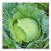 Photo David's Garden Seeds Cabbage Early Jersey Wakefield 6632 (Green) 50 Non-GMO, Heirloom Seeds review