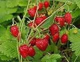 NIKA SEEDS - Fruit Alpine Giant Strawberry Regina Red - 100 Seeds Photo, new 2024, best price $8.95 ($0.09 / Count) review