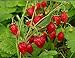 Photo NIKA SEEDS - Fruit Alpine Giant Strawberry Regina Red - 100 Seeds review