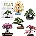 Foto Semillas exóticas de Bonsai con alta tasa de germinación - Juego de Semillas de Plantas para su propio árbol de Bonsai (Mezcla de 5 incl. eBook GRATIS) revisión