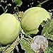 Foto Semilla de fruta fresca con 500pcs Semillas de melón dulce Fácil cultivar deliciosa fruta jugosa Planta de jardín para plantar jardín Patio Home Paisajismo revisión