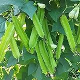 MOCCUROD 15pcs Winged Pea Seeds Four Angled Bean Dragon Bean Seeds Photo, new 2024, best price $7.99 ($0.53 / Count) review