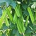 Photo MOCCUROD 15pcs Winged Pea Seeds Four Angled Bean Dragon Bean Seeds review