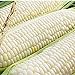 Photo Silver Queen Corn- 50+ Seeds- Ohio Heirloom Seeds review
