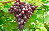 1 Ruby Red Seedless Live Grape Plant - 1-2 Year Old - Pruned & Ready for Planting Photo, new 2024, best price $15.95 review