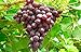 Photo 1 Ruby Red Seedless Live Grape Plant - 1-2 Year Old - Pruned & Ready for Planting review