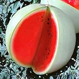 Seeds4planting - Seeds Watermelon Snow White Giant Heirloom Fruits Non GMO Photo, new 2024, best price $6.94 review
