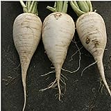 German Beer Radishes Seeds (25+ Seeds) Photo, new 2024, best price $4.69 review
