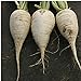 Photo German Beer Radishes Seeds (25+ Seeds) review