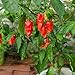 Photo Ghost Pepper Seeds for Planting, Bhut Jolokia, 25 Seeds, by TKE Farms & Gardens, Instructions Included review