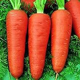Oce180anYLVUK Karottensamen, 30 Stück Beutel Karottensamen Prolifics Einfach Zu Pflanzen Gute Ernte Gartensämlinge Für Den Garten Karotte Foto, neu 2024, bester Preis 2,23 € Rezension