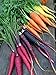 Photo Rainbow Blend Carrot Seeds, 500+ Heirloom Seeds, (Isla's Garden Seeds), 85% Germination Rate, Non GMO Seeds, Botanical Name: Daucus carota review