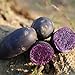 Foto Las semillas de papa, 100 piezas Vegetable Seeds Fácil de planta que crece rápida germinación rápida Negro Piel púrpura Carne semillas de papa raro para jardinería Ideal regalo al aire libre revisión