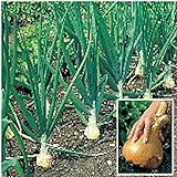 Kelsae Sweet Giant Onions (Guinness Record) Seeds Photo, new 2024, best price $4.69 review