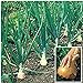 Photo Kelsae Sweet Giant Onions (Guinness Record) Seeds review