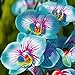 Foto TOYHEART 100 Stück Premium-Blumensamen, Phalaenopsis-Samen Aromatische Cymbidium-Pflanzen Mehrjährige Orchideen-Blumensämlinge Für Das Amt Blau Rezension