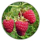 Riesen Himbeere - Ca. 50 Samen - Rubus idaeus - Für Mehrjährige Pflanzen - Gesunde & Vitaminreiche Früchte Foto, neu 2024, bester Preis 3,49 € (0,07 € / stück) Rezension