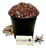Fat Plants San Diego Premium Cacti and Succulent Soil with Nutrients Photo, new 2024, best price $22.99 review