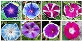 Mixed Color Tall Morning Glory Climbing Vine | 150 Seeds to Plant | Beautiful Flowering Vine. Made in USA, Ships from Iowa Photo, new 2024, best price $7.29 review