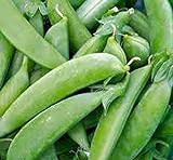 Pea Seed, Sugar Snap Pea, Heirloom, Non GMO, 20 Seeds, Perfect Peas, Country Creek Acres Photo, new 2024, best price $1.99 review