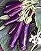 Photo Eggplant , Long Purple Eggplant Seeds, Heirloom, Non GMO, 25 Seeds, Garden Seed, Long Purple, Heirloom, Non GMO, 25+Seeds, Garden Seed review