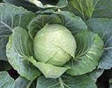 1,000+ Cabbage Seeds- Copenhagen Market by Ohio Heirloom Seeds Photo, new 2024, best price $4.19 review