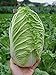 Photo Seeds Peking Napa Cabbage Heirloom Vegetable for Planting Non GMO review