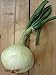 Foto Gemüsezwiebel 'Globo' (Allium cepa) 100 Samen Zipolle Küchenzwiebel Speisezwiebel Bolle Rezension