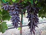 Dichondra 70pcs Purple Finger Grape Fruit Seeds Photo, new 2024, best price $14.99 review