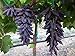 Photo Dichondra 70pcs Purple Finger Grape Fruit Seeds review
