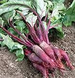 Beets, Cylindra, Heirloom, 100 Seeds, Tender N Sweet, Cylindrical Shape Photo, new 2024, best price $2.99 ($0.03 / Count) review
