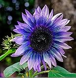Sunflower Seeds for Planting 50 Pcs Seeds Rare Exotic Purple Garden Seeds Sunflowers Photo, new 2024, best price $9.90 ($0.20 / Count) review